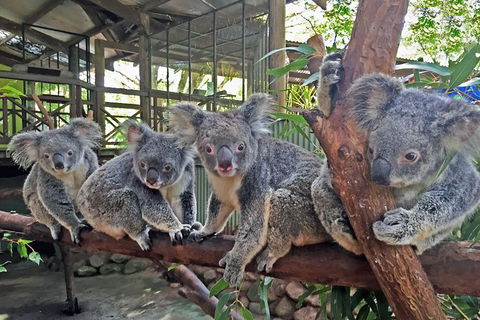 Cairns 2-Day Combo: Great Barrier Reef Cruise And Kuranda - Accommodation Broome 6