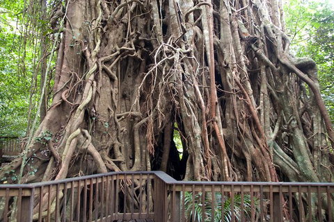 Barron Gorge And Kuranda National Park Half Day Rainforest And Waterfall 4WD Tour From Cairns - Accommodation Broome 8