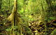 Barron Gorge And Kuranda National Park Half Day Rainforest And Waterfall 4WD Tour From Cairns - thumb 6
