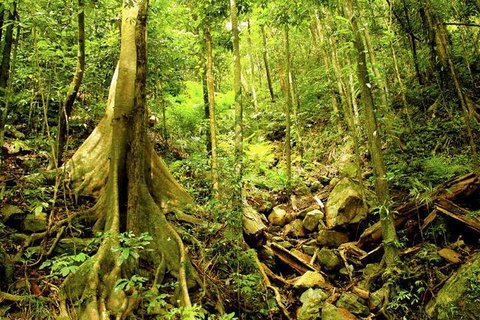 Barron Gorge And Kuranda National Park Half Day Rainforest And Waterfall 4WD Tour From Cairns - Accommodation Broome 6