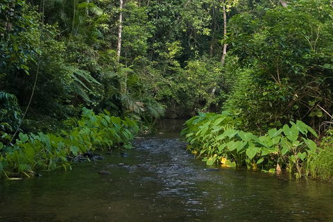 Barron Gorge And Kuranda National Park Half Day Rainforest And Waterfall 4WD Tour From Cairns - Accommodation Broome 9