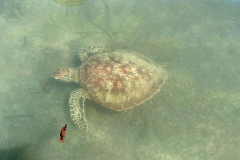 Kayak Turtle Tour From Palm Cove - Accommodation Broome 32