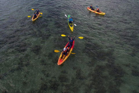 Kayak Turtle Tour From Palm Cove - Accommodation Broome 35