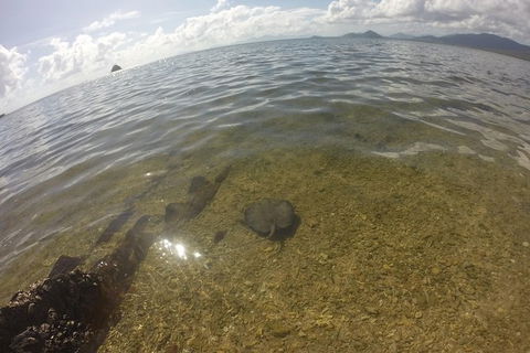 Kayak Turtle Tour From Palm Cove - Accommodation Broome 19