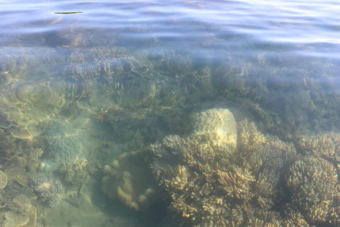 Kayak Turtle Tour From Palm Cove - Accommodation Broome 38
