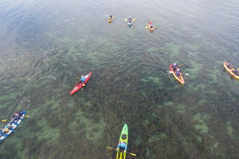 Kayak Turtle Tour From Palm Cove - Accommodation Broome 42