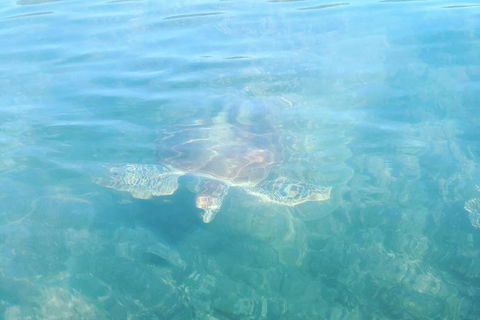 Kayak Turtle Tour From Palm Cove - Accommodation Broome 40
