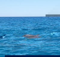 Noosa Wild Dolphin Safari - Accommodation Broome