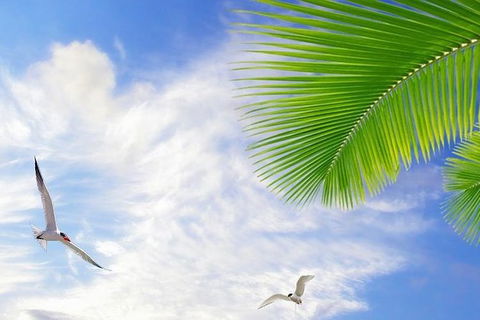 Airport Transfer - Mission Beach To Cairns Airport - Accommodation Broome 4