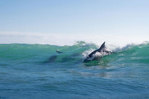 Private Tangalooma Wrecks Tour - Accommodation Broome 3