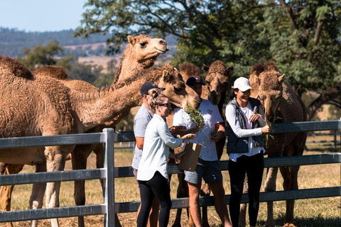 One Hump Camel Farm And Wine Tour - Accommodation Broome 3