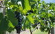 One Hump Camel Farm And Wine Tour - thumb 1