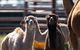 One Hump Camel Farm And Wine Tour - thumb 4