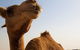 One Hump Camel Farm And Wine Tour - thumb 0