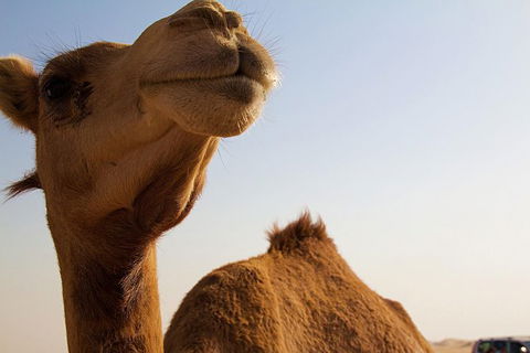 One Hump Camel Farm And Wine Tour - Accommodation Broome 0