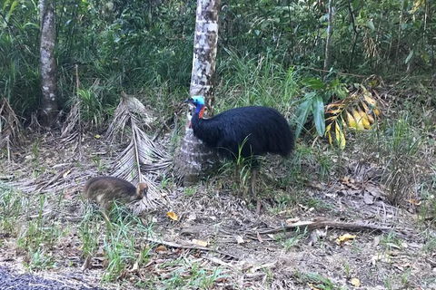 Daintree Luxury Limousine Tour - Full Day - Accommodation Broome 8