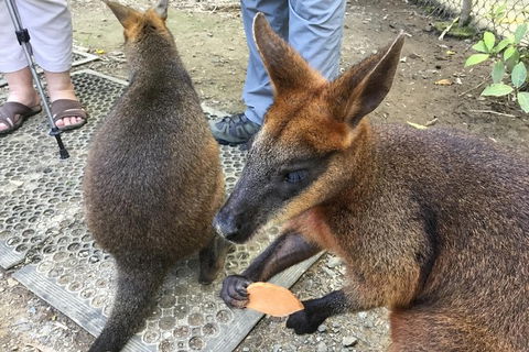 Daintree Luxury Limousine Tour - Full Day - Accommodation Broome 7