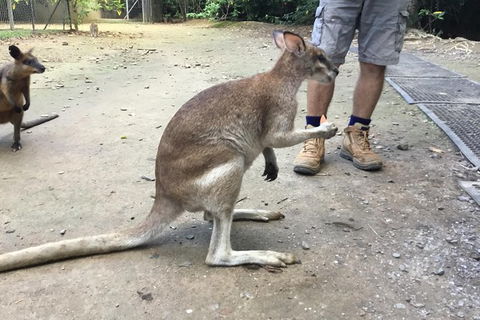Daintree Luxury Limousine Tour - Full Day - Accommodation Broome 10