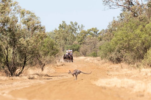 Cobb And Co Stagecoach Experience - Accommodation Broome 5
