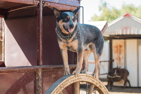 Cobb And Co Stagecoach Experience - Accommodation Broome 3