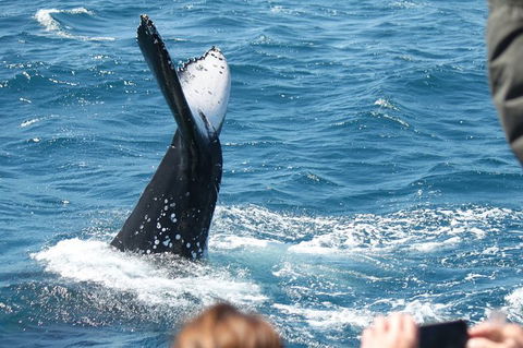 Half-Day Whale Watching In Urangan - Accommodation Broome 2