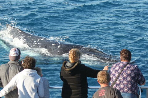 Half-Day Whale Watching In Urangan - Accommodation Broome 5