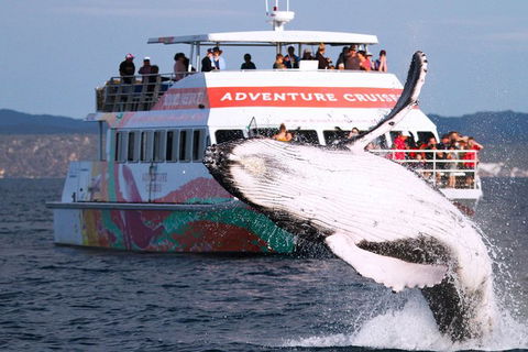 Half-Day Whale Watching In Urangan - Accommodation Broome 0