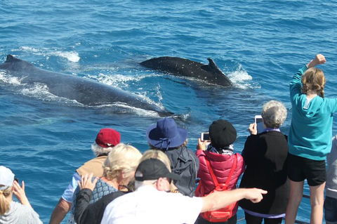 Half-Day Whale Watching In Urangan - Accommodation Broome 4