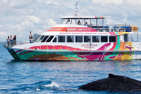 Half-Day Whale Watching In Urangan - Accommodation Broome 1