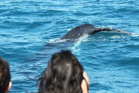Half-Day Whale Watching In Urangan - Accommodation Broome 7