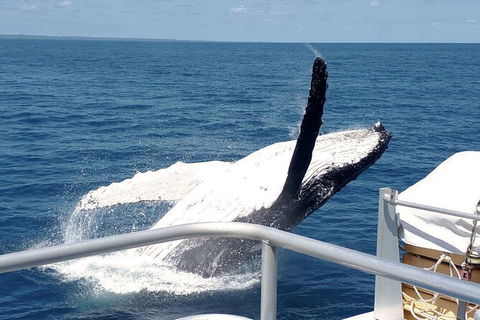 Half-Day Whale Watching In Urangan - Accommodation Broome 3