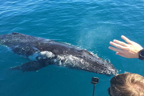 Half-Day Whale Watching In Urangan - Accommodation Broome 6