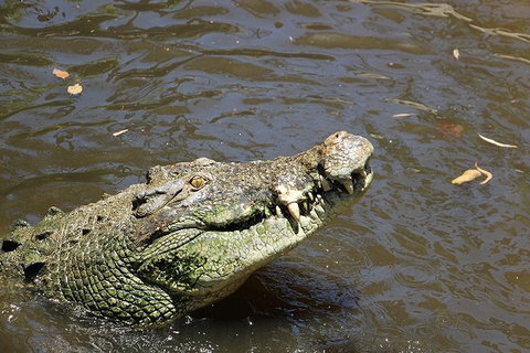 Virtual Interactive Australian Wildlife Tour With Private Guide-Wildlife Habitat - Accommodation Broome 2