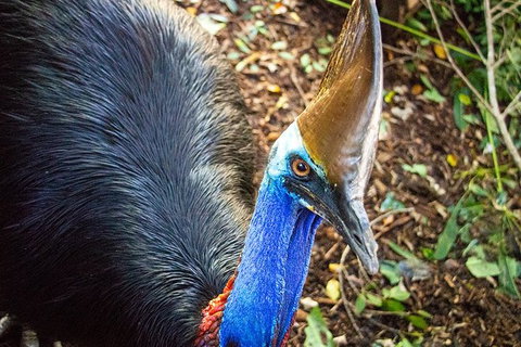 Virtual Interactive Australian Wildlife Tour With Private Guide-Wildlife Habitat - Accommodation Broome 5