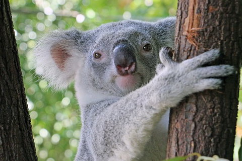 Virtual Interactive Australian Wildlife Tour With Private Guide-Wildlife Habitat - Accommodation Broome 0