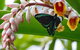 Australian Butterfly Sanctuary- Virtual Interactive Tour With Private Guide - thumb 0