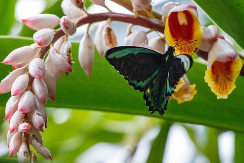Australian Butterfly Sanctuary- Virtual Interactive Tour With Private Guide - Accommodation Broome 0