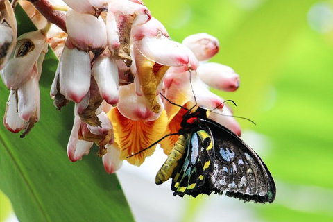 Australian Butterfly Sanctuary- Virtual Interactive Tour With Private Guide - Accommodation Broome 7