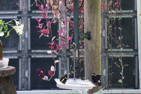 Australian Butterfly Sanctuary- Virtual Interactive Tour With Private Guide - Accommodation Broome 6