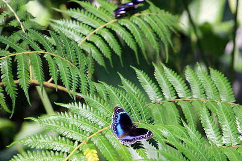 Australian Butterfly Sanctuary- Virtual Interactive Tour With Private Guide - Accommodation Broome 3