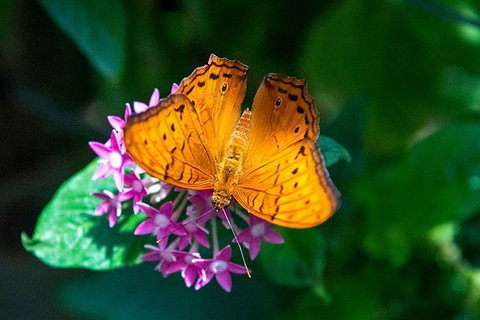Australian Butterfly Sanctuary- Virtual Interactive Tour With Private Guide - Accommodation Broome 1