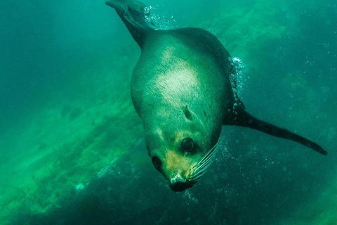 Kangaroo Island Ocean Safari - Snorkeling Safari - Accommodation Broome 5