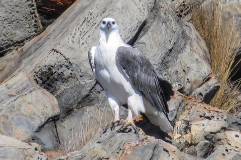 Kangaroo Island Ocean Safari - Snorkeling Safari - Accommodation Broome 2