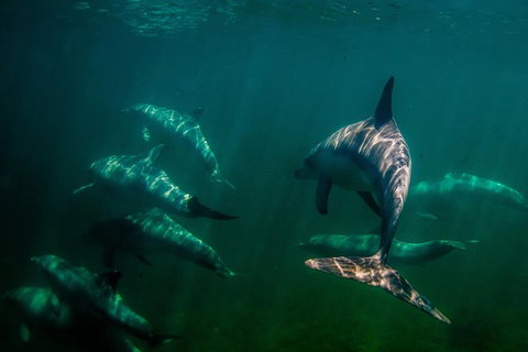 Kangaroo Island Ocean Safari - Snorkeling Safari - Accommodation Broome 1