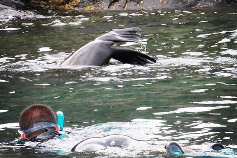 Kangaroo Island Ocean Safari - Snorkeling Safari - Accommodation Broome 0