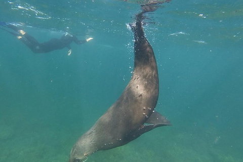 Kangaroo Island Ocean Safari - Snorkeling Safari - Accommodation Broome 6