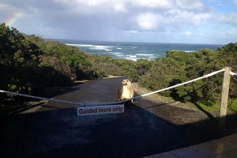 Kangaroo Island 4WD - Seal Bay - Accommodation Broome 1