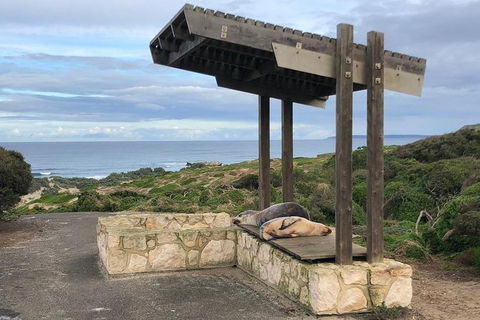 Kangaroo Island 4WD - Seal Bay - Accommodation Broome 3