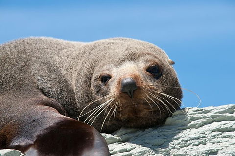 Kangaroo Island 75-Minute Ocean Safari - Accommodation Broome 4
