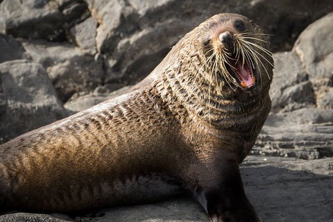 Kangaroo Island 75-Minute Ocean Safari - Accommodation Broome 6